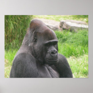 Poster canvas silverback 001