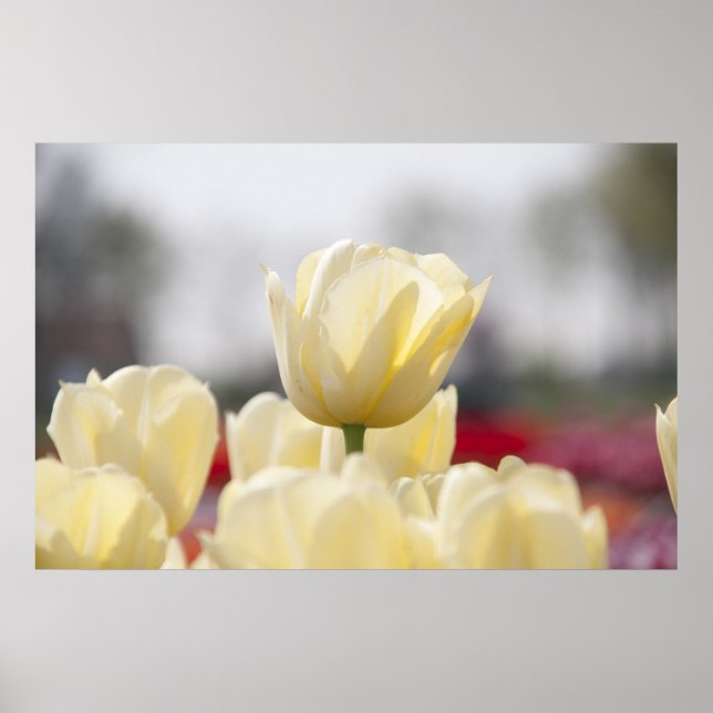 Poster Canvas Tulip (Frente)