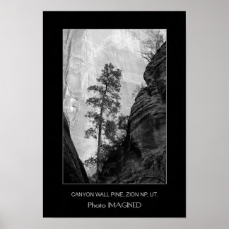 PÔSTER CANYON WALL PINE, ZION NP, UT.
