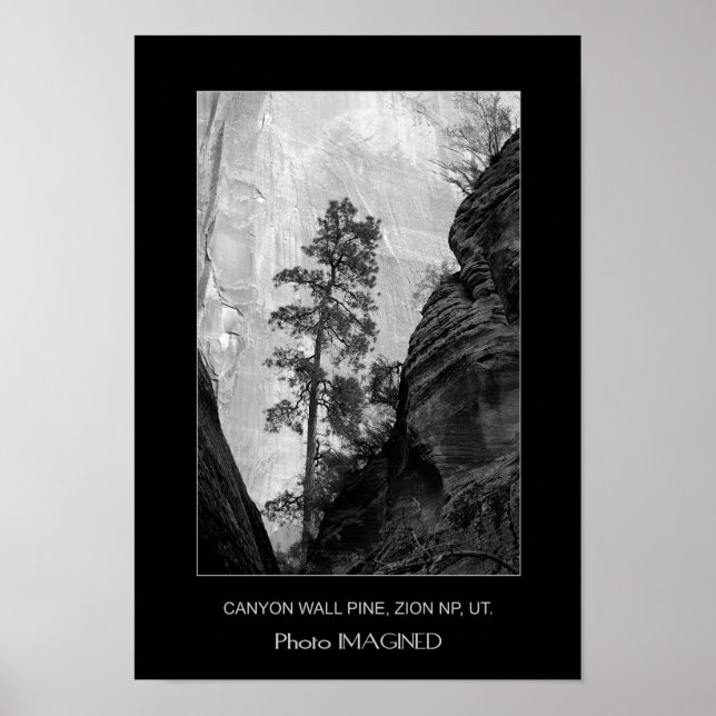 PÔSTER CANYON WALL PINE, ZION NP, UT. (Frente)