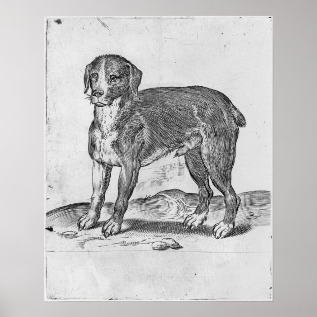 Poster Cão (Frente)