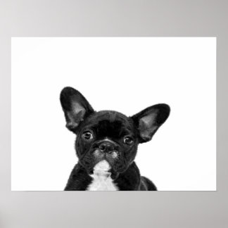 Poster Cão Adorável | Rosto de Buldogue Francês Preto