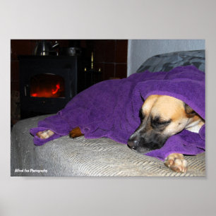 Poster Cão Adormecido junto à Lareira