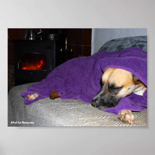 Poster Cão Adormecido junto à Lareira (Frente)