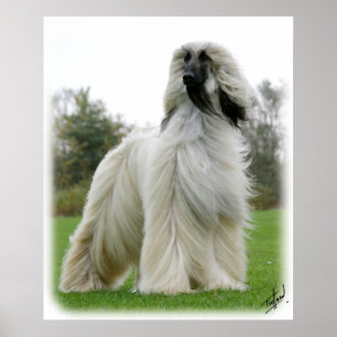 Pôster Cão Afegão 9Y247D-025