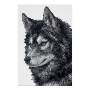 Pôster Cão Balto