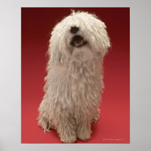 Pôster Cão bonito de Komondor