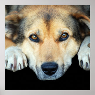 Poster Cão bonito em qualquer fundo colorido