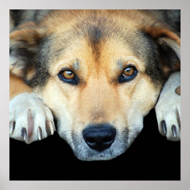 Poster Cão bonito em qualquer fundo colorido (Frente)