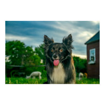 Cão Border Collie Preto e Branco
