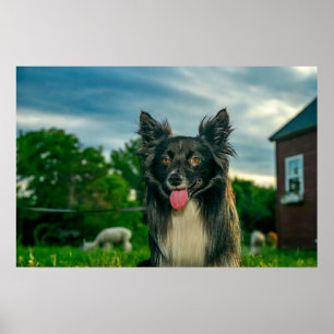 Poster Cão Border Collie Preto e Branco
