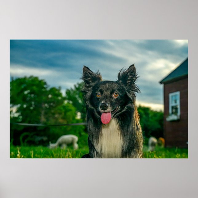 Poster Cão Border Collie Preto e Branco (Frente)