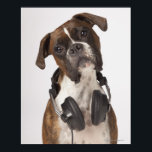 Poster cão-boxe com fones de ouvido<br><div class="desc">Animais->Cão</div>
