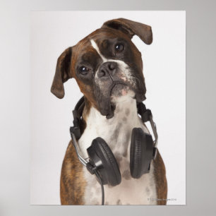Poster cão-boxe com fones de ouvido