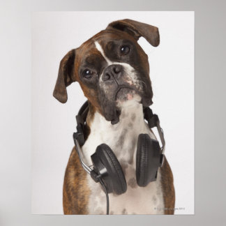 Poster cão-boxe com fones de ouvido