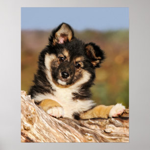 Poster Cão Cachorro Islandês Cachorro Cachorro Cachorro C