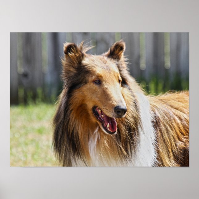 Poster Cão Collie Tricolor de Pelo Áspero (Frente)