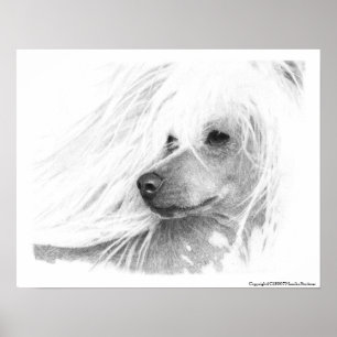Pôster Cão com crista chinês