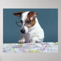 Cão com óculos lendo estudando mapa