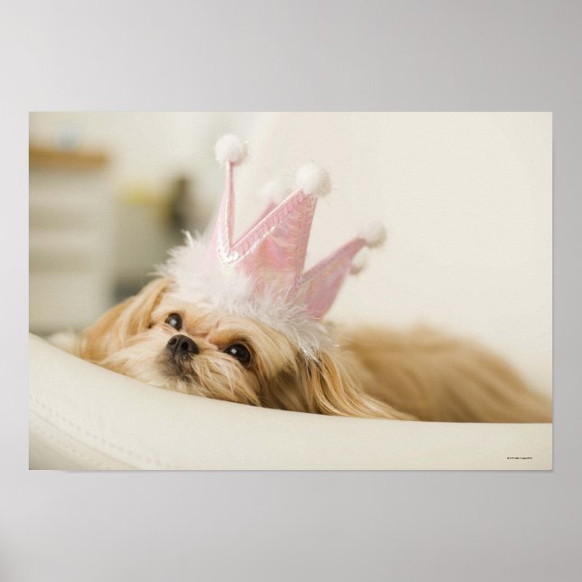 Pôster Cão com uma coroa (Frente)