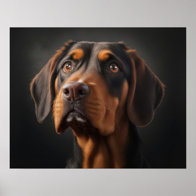Poster Cão Coonhound (Frente)