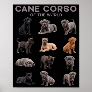 Poster Cão Corso Cão do Mundo Raça Mastim Italiano