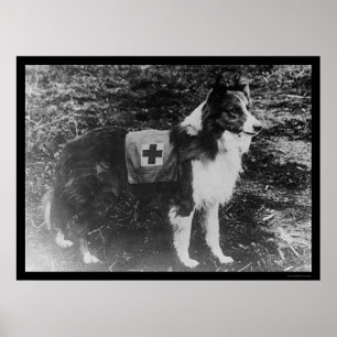 Pôster Cão da cruz vermelha em Italia 1909