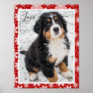 Poster Cão da montanha Bernese no floco de neve vermelho 