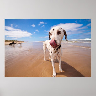 Poster Cão Dalmatian na praia