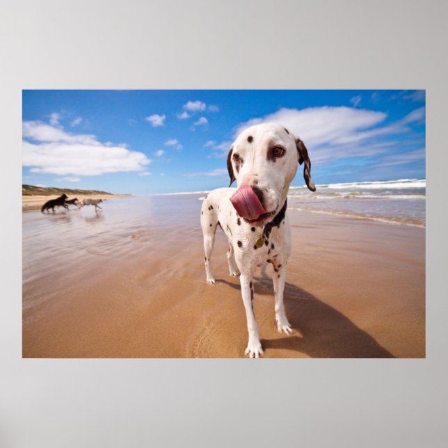Poster Cão Dalmático Na Praia (Frente)