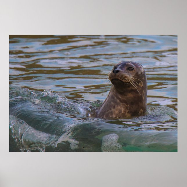 Poster Cão de Água (Frente)