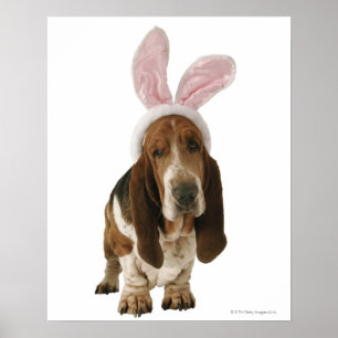 Pôster Cão de Basset com orelhas do coelho