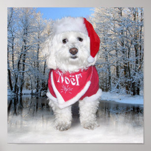 Poster Cão de Bichon Frise do Natal