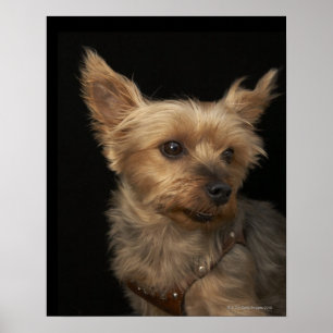Poster Cão de cabelos curtos de Yorkie que olha à direi