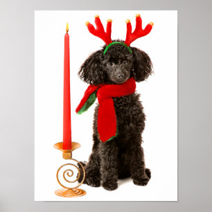 Pôster Cão de caniche preto do brinquedo do Natal vestid
