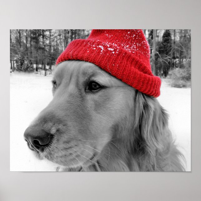 Pôster Cão de Esqui (Frente)