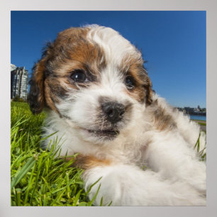 Pôster Cão de filhote de cachorro bonito (Shitzu)