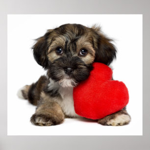 Poster Cão de filhote de cachorro de Havanese dos