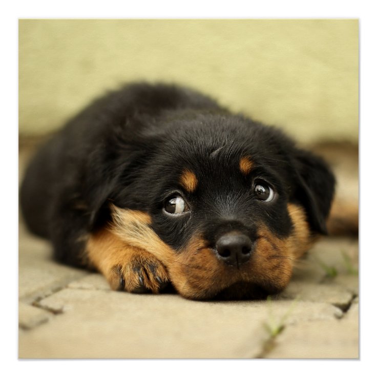 Pôster Cão de filhote de cachorro de Rottweiler curioso Pôster Cão de filhote de cachorro de Rottweiler curioso