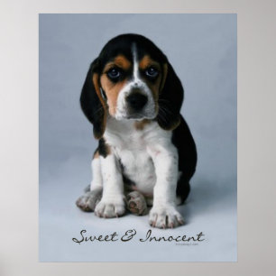 Poster Cão de filhote de cachorro do lebreiro