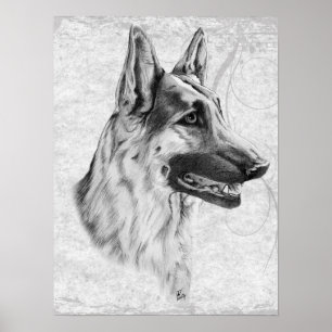 Pôster Cão de german shepherd