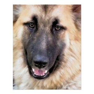 PÔSTER CÃO DE GERMAN SHEPHERD