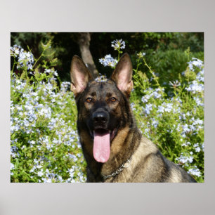 Poster Cão de german shepherd bonito