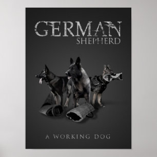Pôster Cão de German shepherd de Trabalho - GSD