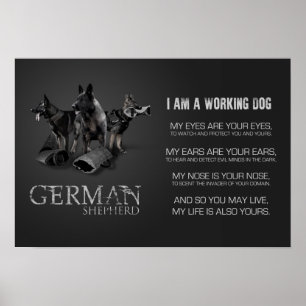 Poster Cão de german shepherd de trabalho - GSD