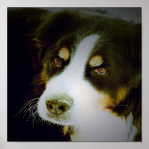 Pôster Cão de Montanha Bernês