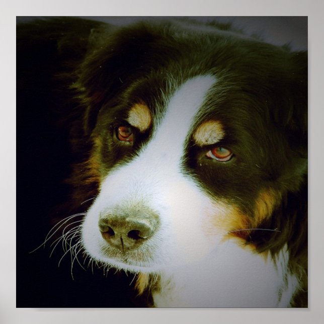 Pôster Cão de Montanha Bernês (Frente)