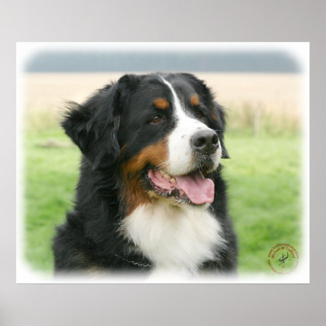Poster Cão de Montanha Bernese 9Y066D-046 (Frente)
