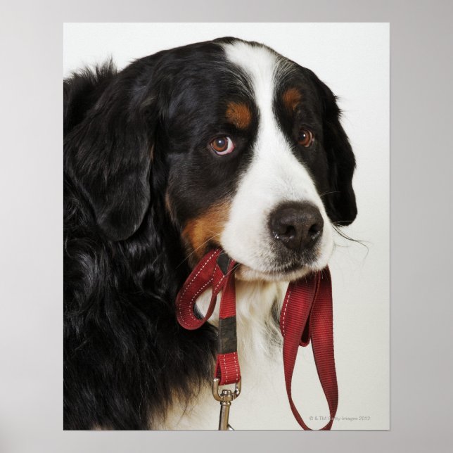 Pôster Cão de Montanha Bernese (Berner Sennenhund) com (Frente)