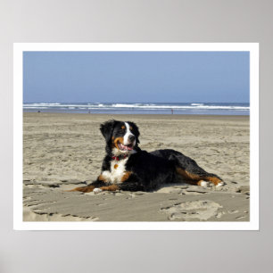 Pôster Cão de montanha de Bernese em uma praia